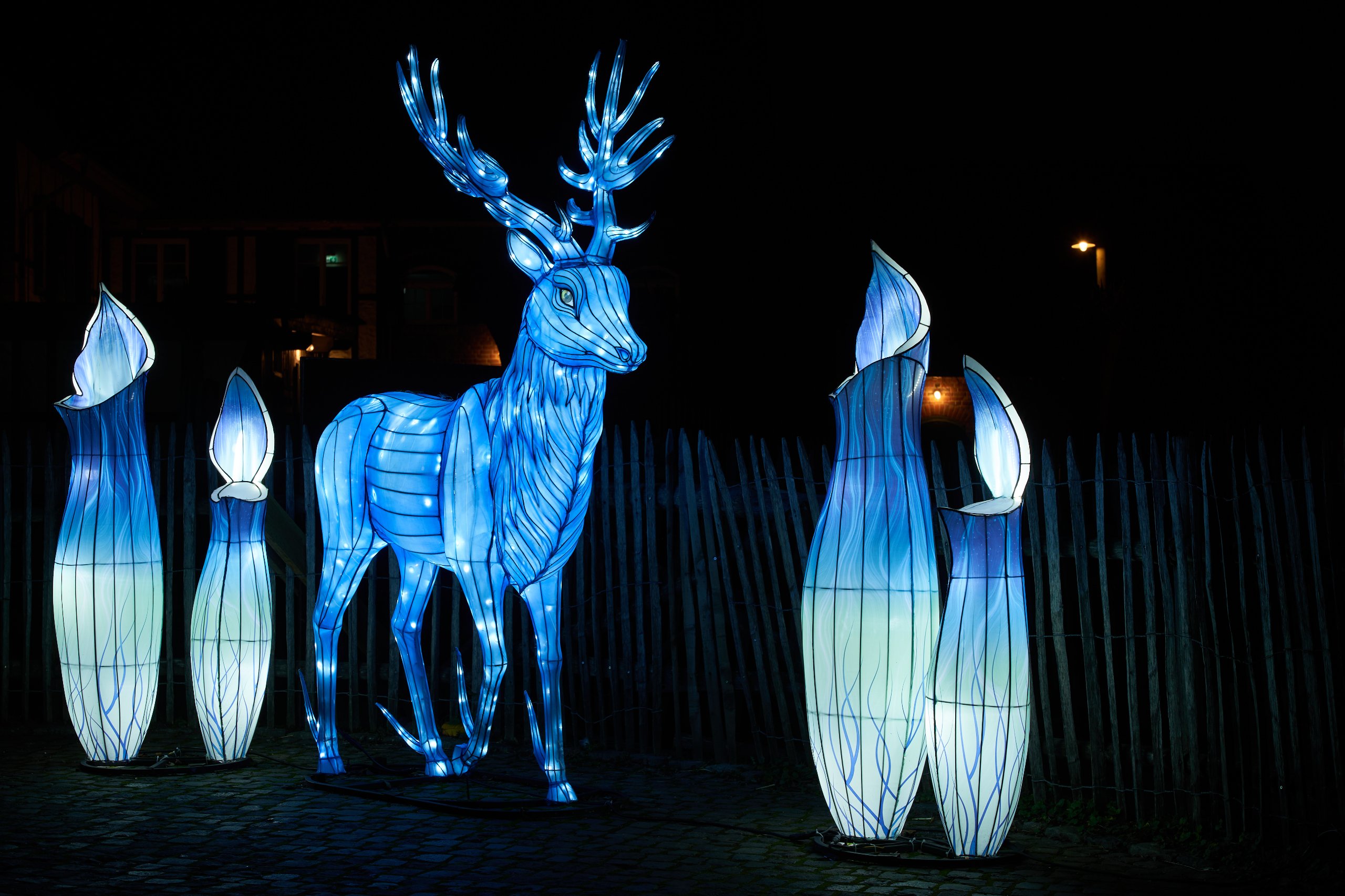 2024 01 03 Köln Zoo China Lights 1025